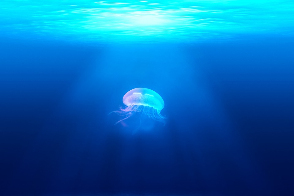 jellyfish-931886_960_720.jpg